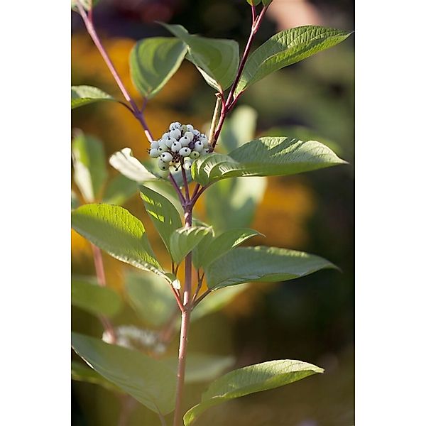 Cornus Alba Siberian Pearls Hartriegel Weiße Beeren 60–100 cm günstig online kaufen