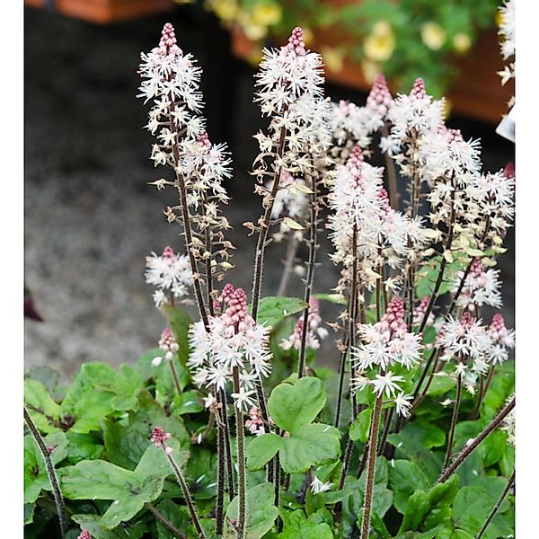 Zipfelblättrige Garten Schaumblüte Spring Symphony - Tiarella laciniata günstig online kaufen