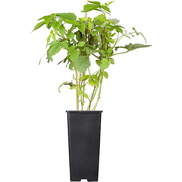 GROW by OBI Bio Himbeere Willamette Rot Höhe ca. 20 - 30 cm Topf ca. 2, Rub günstig online kaufen