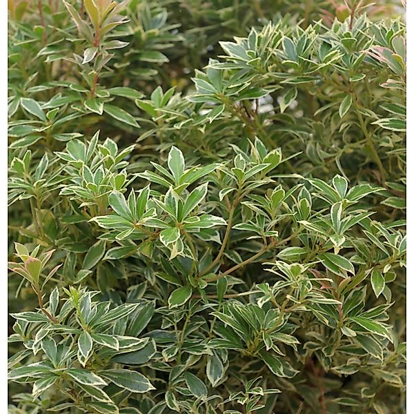 Schattenglöckchen Lavendelheide Bolero 25-30cm - Pieris japonica günstig online kaufen