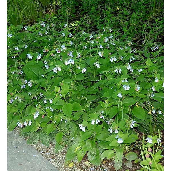 Kaukasus Beinwell Blaue Glocke - Symphytum grandiflorum günstig online kaufen
