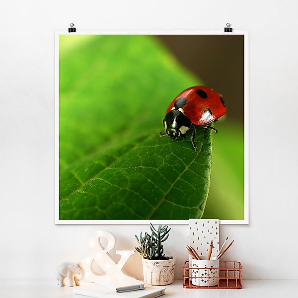 Poster - Quadrat Lady Bird günstig online kaufen