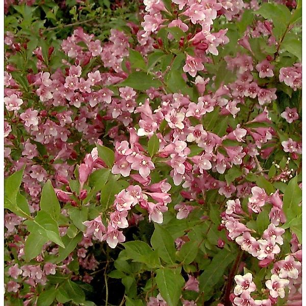 Weigelie Stelzneri 60-80cm - Weigela florida günstig online kaufen