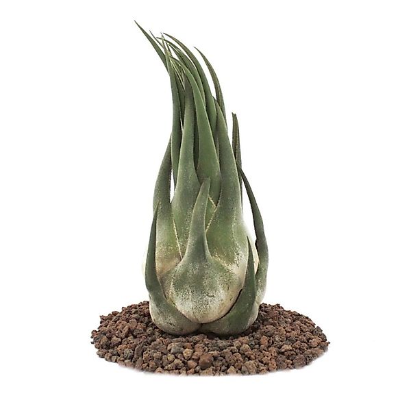 Exotenherz Tillandsia Seleriana Lose Pflanze Extra-Groß günstig online kaufen