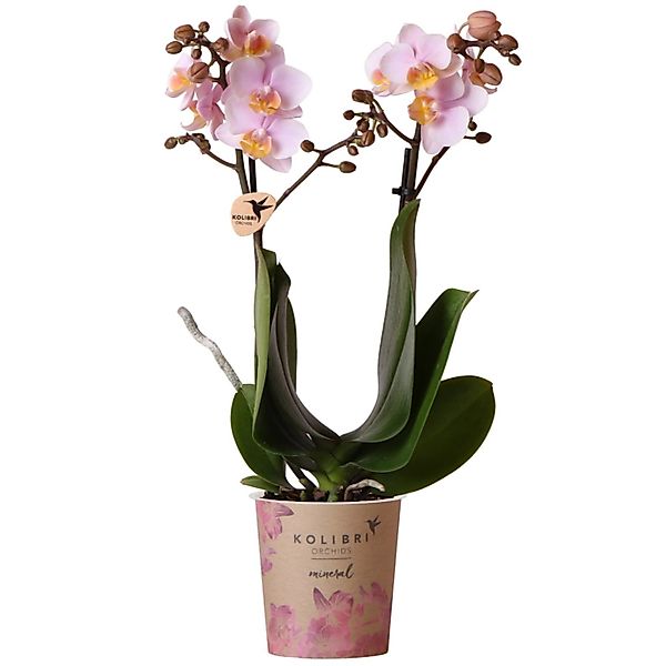 Schmetterlingsorchidee Kolibri Rosa ca. 35-40 cm Topf-Ø ca. 9 cm Phalaenops günstig online kaufen