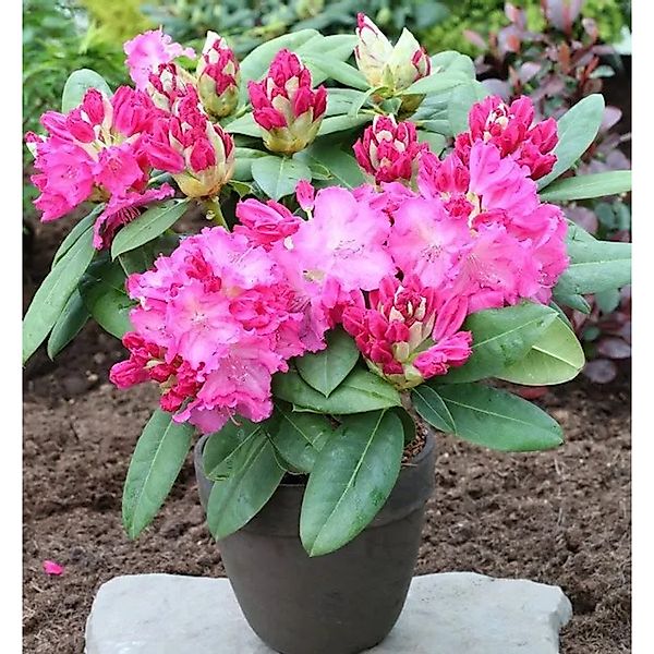 Großblumige Rhododendron Germania 25-30cm - Alpenrose günstig online kaufen