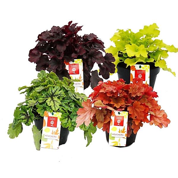 Exotenherz Winterharter Bodendecker Heuchera-Mix Indian Summer 8 große Pfla günstig online kaufen