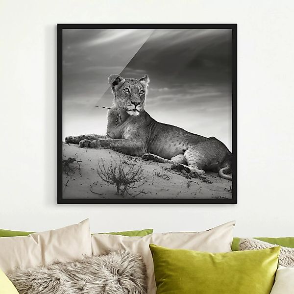 Bild mit Rahmen Schwarz-Weiß - Quadrat Resting Lion günstig online kaufen