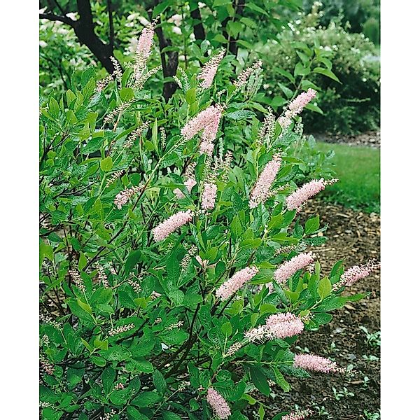 Clethra Alnifolia Pink Spire Scheineller Rosa Blüten 60–80 cm günstig online kaufen
