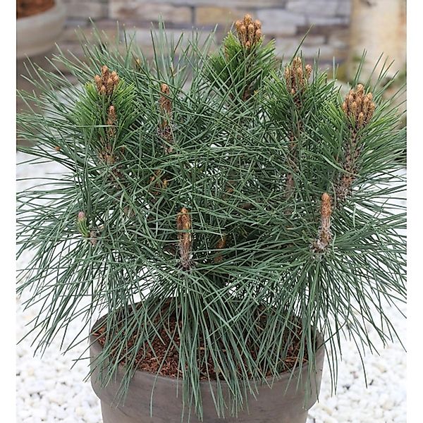 Kugel Kiefer Pierrick Bregeon 25-30cm - Pinus nigra günstig online kaufen