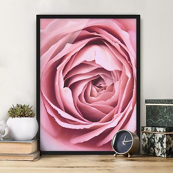 Bild mit Rahmen - Hochformat Rosa Rosenblüte günstig online kaufen