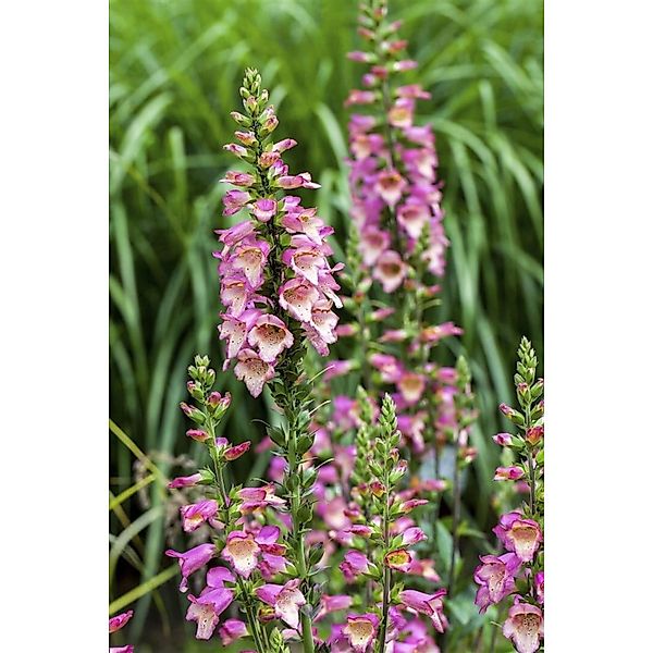 Digitalis Purpurea Roter Fingerhut Ca. 9x9 cm Topf günstig online kaufen