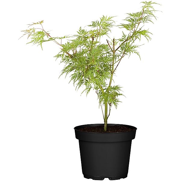 OBI Schlitzahorn Dissectum Viridis Grün Topf-Ø 19 cm günstig online kaufen