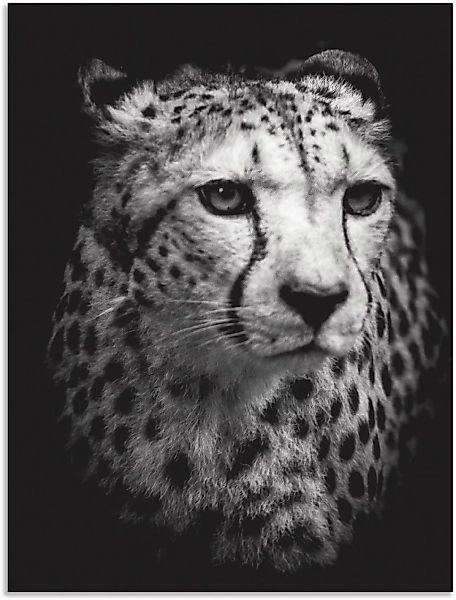 Artland Wandbild "Der Gepard", Wildtiere, (1 St.) günstig online kaufen