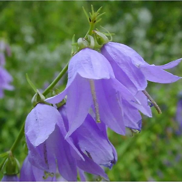 Doldenglockenblume Superba - Campanula,actiflora günstig online kaufen
