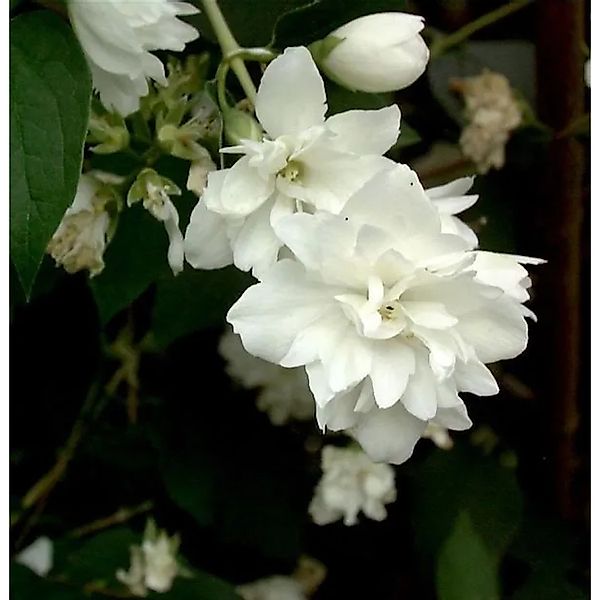 Gartenjasmin Minnesota Snowflake 40-60cm - Philadelphus günstig online kaufen