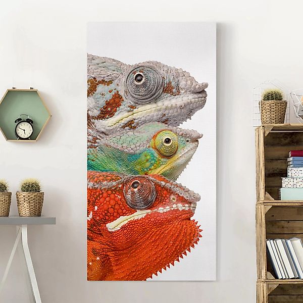 Leinwandbild Tiere - Hochformat Colorful Chameleon günstig online kaufen
