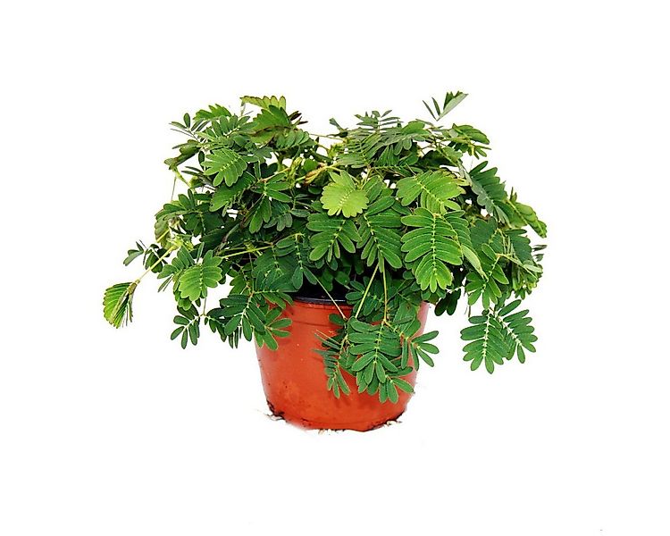 Exotenherz Zimmerpflanze Mimose Rühr-Mich-Nicht-An Die Pflanze reagiert auf günstig online kaufen