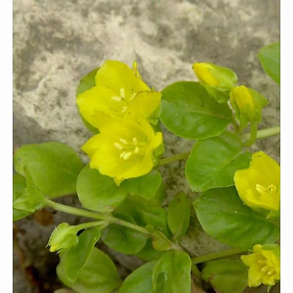 Pfennigkraut - Lysimachia nummularia günstig online kaufen