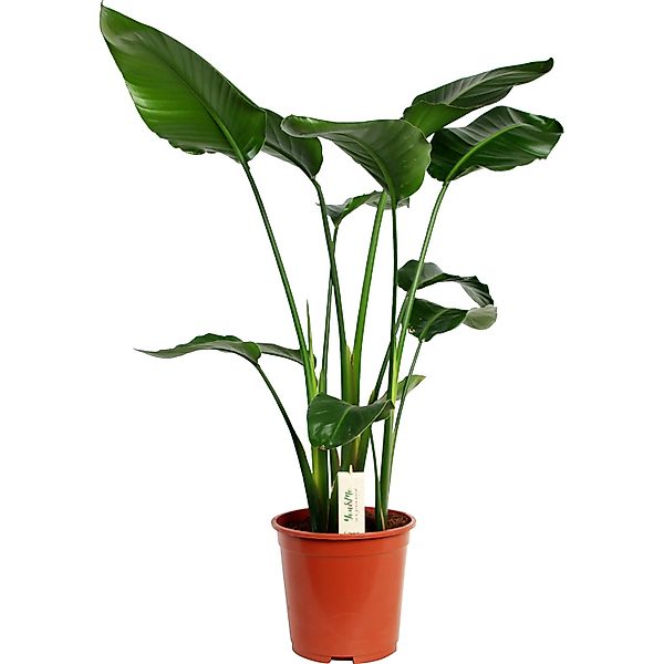 GROW by OBI Strelitzie Höhe ca. 140 - 160 cm Topf Ø ca. 27 cm Strelitzia Ni günstig online kaufen