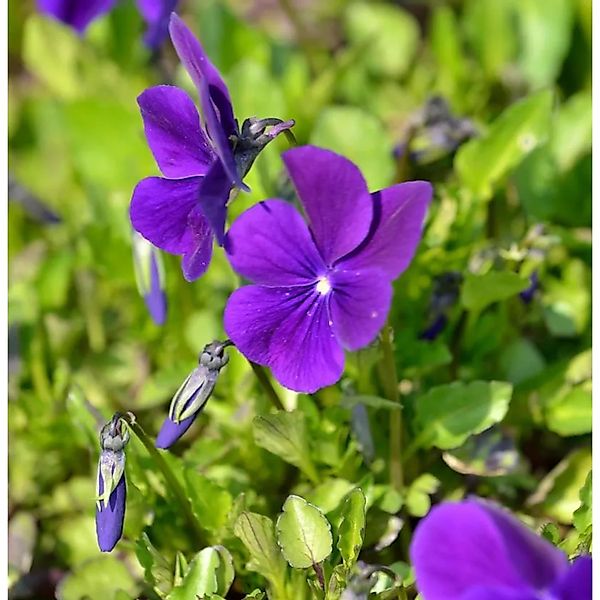 Hornveilchen Hansa - Viola cornuta günstig online kaufen