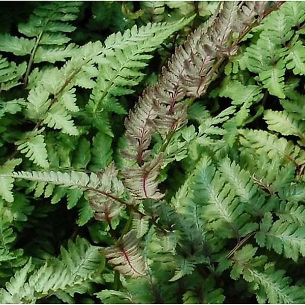 Regenbogenfarn Ursulas Red - Athyrium niponicum günstig online kaufen