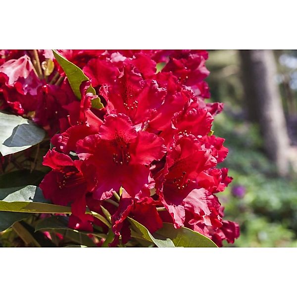 Rhododendron Hybr. Rabatz Rhododendron Leuchtend Rot 40–50 cm günstig online kaufen