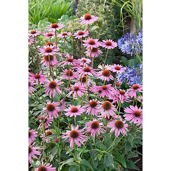 Echinacea Purpurea Rubinstern Roter Sonnenhut Ca. 9x9 cm Topf günstig online kaufen