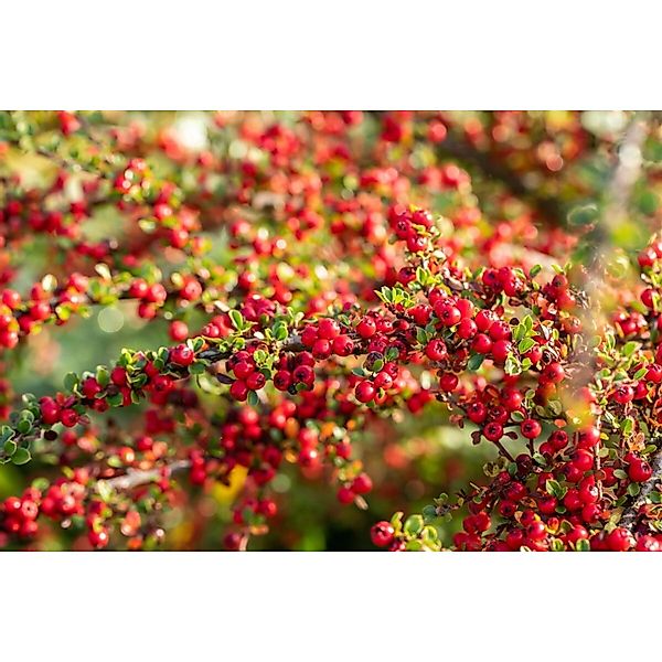 Cotoneaster Horizontalis Fächer-Zwergmispel 80 cm Stammhöhe günstig online kaufen