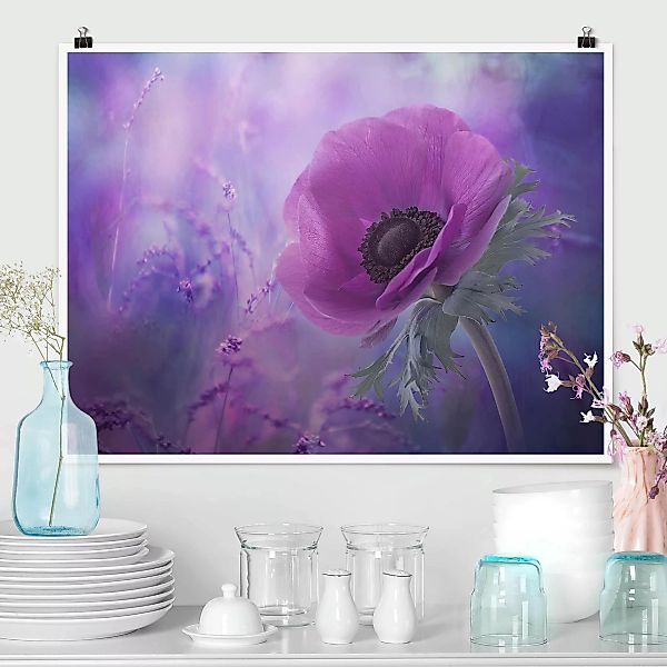 Poster Blumen - Querformat Anemonenblüte in Violett günstig online kaufen