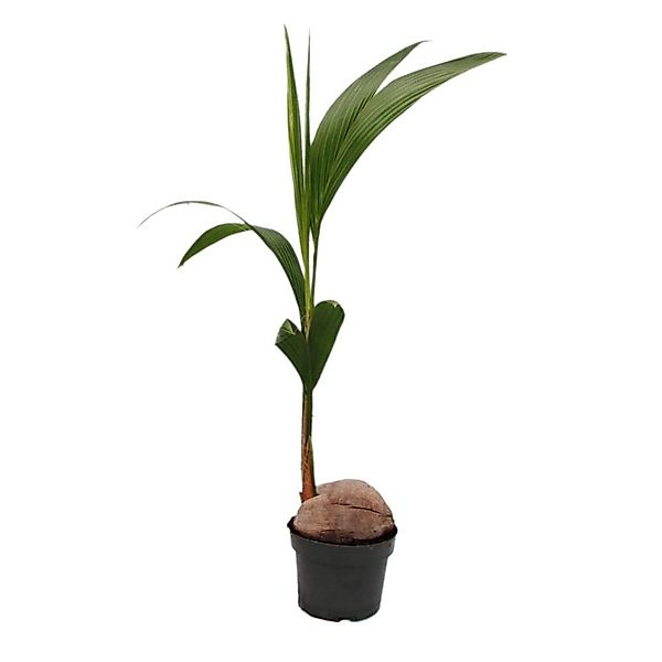 Exotenherz Zimmerpflanze Kokospalme Cocos nucifera m. echter Kokosnuss 19cm günstig online kaufen