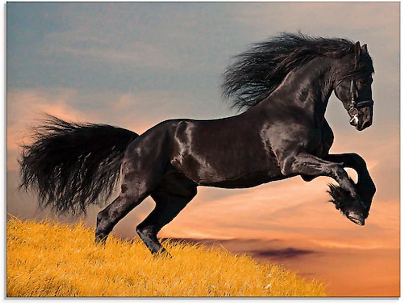 Artland Glasbild »Friesischer Hengstgalopp« Haustiere 1 Stk. tlg. in versch günstig online kaufen
