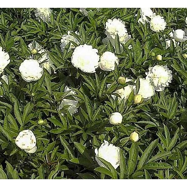 Edelpfingstrose Charlies White - Paeonia lactiflora günstig online kaufen