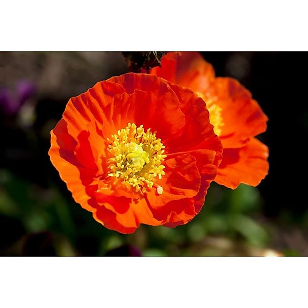 Papaver Nudicaule Gartenzwerg Islandmohn Ca. 9x9 cm Topf günstig online kaufen