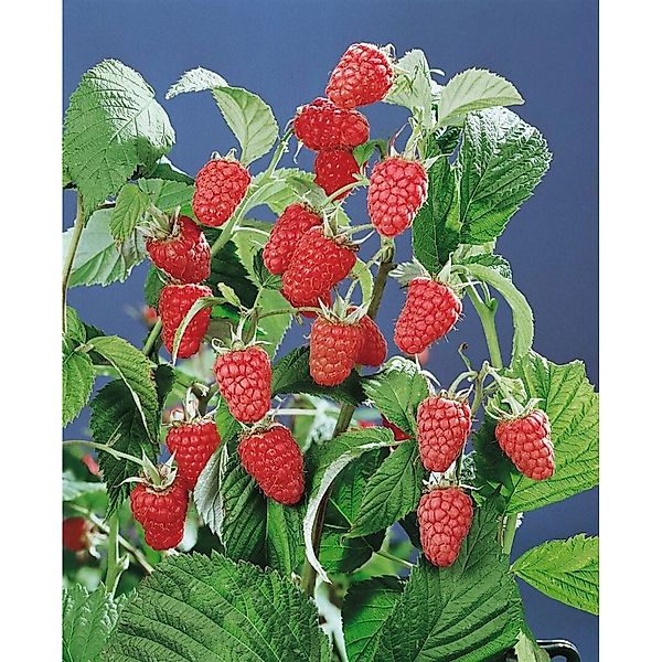 Rubus Idaeus Schönemann Himbeere Rot 40–60 Cm günstig online kaufen
