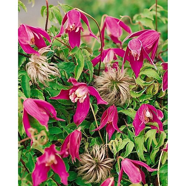 Clematis Alpina Ruby Alpen-Waldrebe Rubinrot 60–100 cm günstig online kaufen