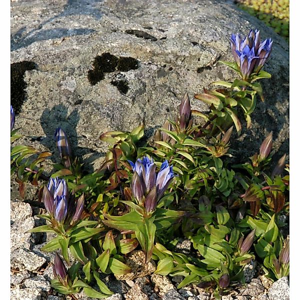 Kreuzenzian Blue Cross - Gentiana cruciata günstig online kaufen