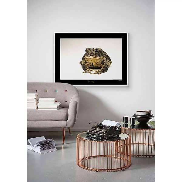 KOMAR Wandbild - Wyoming Toad - Größe: 70 x 50 cm mehrfarbig Gr. one size günstig online kaufen