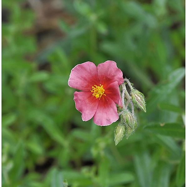 Sonnenröschen Supreme - Helianthemum günstig online kaufen