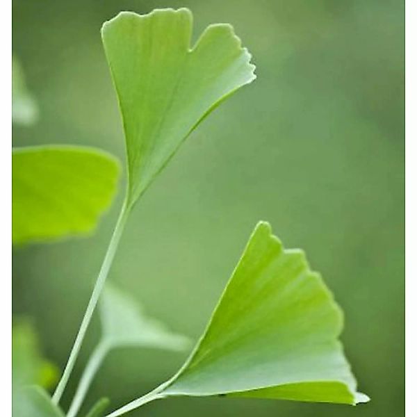 Fächerblattbaum Menhir 80-100cm - Ginkgo biloba günstig online kaufen