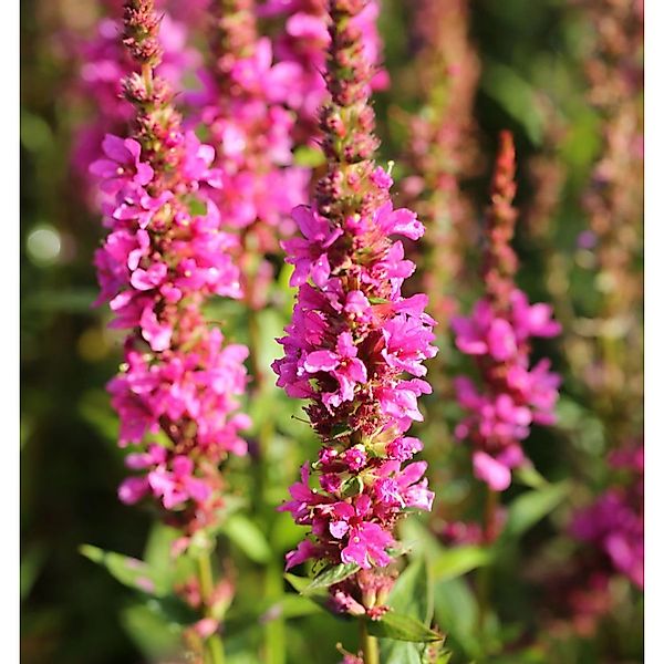 Blutweiderich Robin - Lythrum salicaria günstig online kaufen