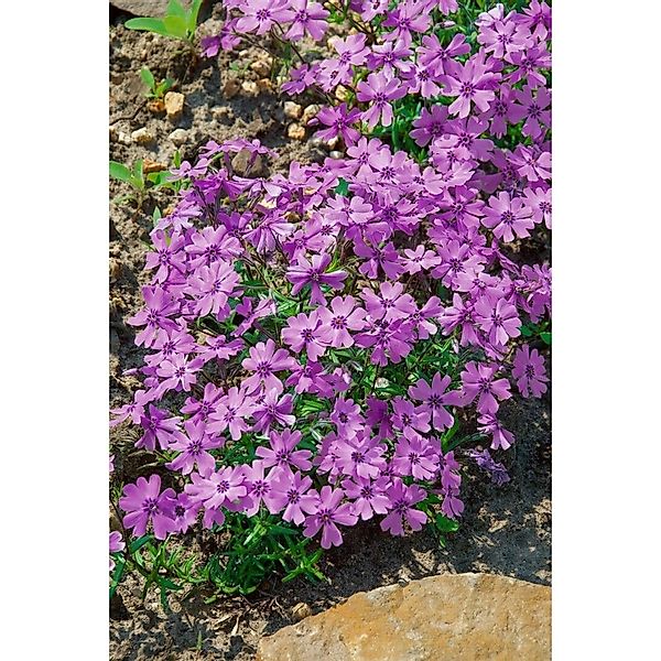 Phlox Subulata Purple Beauty Teppichphlox Lila Ca. 9x9 cm Topf günstig online kaufen