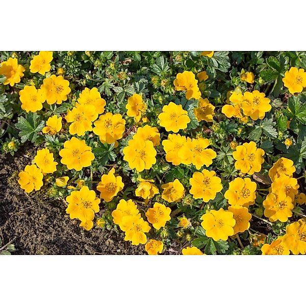 Potentilla Aurea Gold-Fingerkraut Ca. 9x9 cm Topf günstig online kaufen