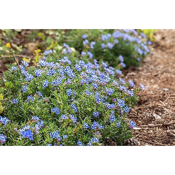 Lithodora Diffusa Sternpolster Ca 9x9 cm Topf günstig online kaufen