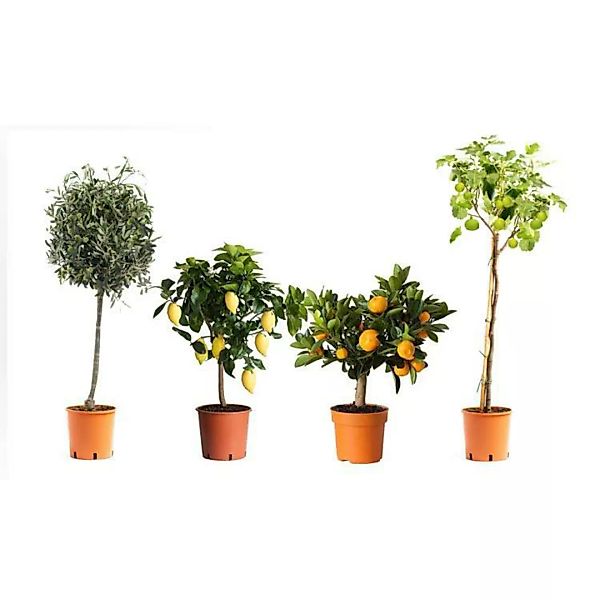 OH2 | Set mit 8 mediterranen Pflanzen Set Citrus günstig online kaufen