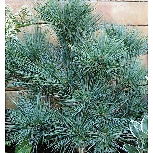 Zwergseidenkiefer 25-30cm - Pinus strobus günstig online kaufen
