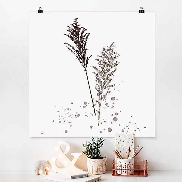 Poster - Quadrat Botanisches Aquarell - Schwingelschilf günstig online kaufen