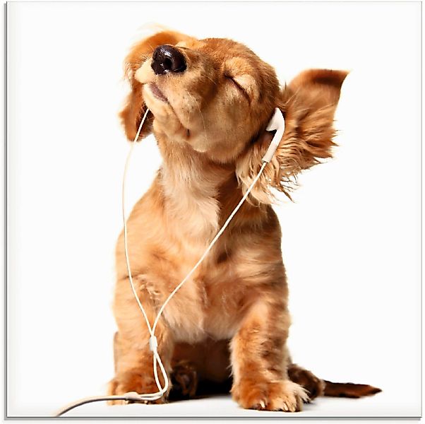 Artland Glasbild "Junger Hund hört Musik über Kopfhörer" Haustiere 1 Stk. t günstig online kaufen
