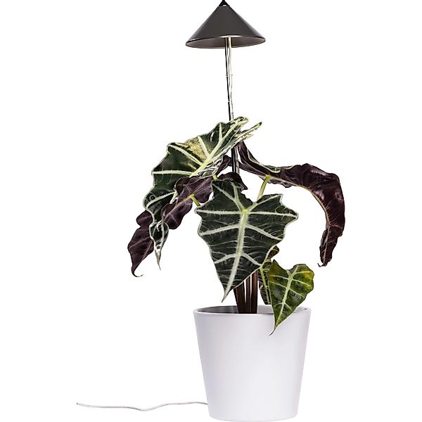 PARUS Pflanzenlampe Indoor plants, Leuchtmittel für günstig online kaufen