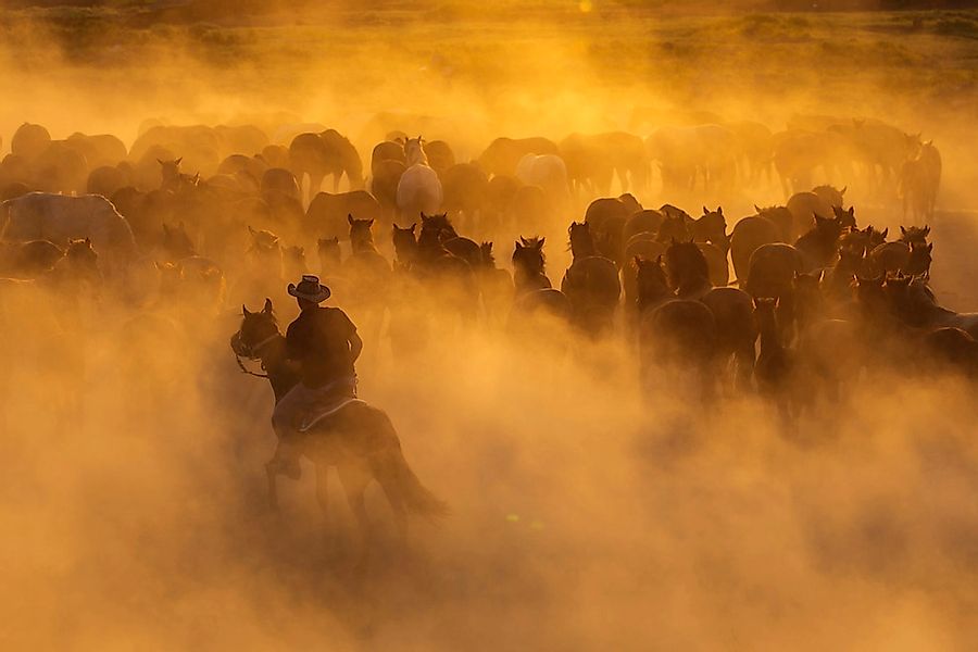 Papermoon Fototapete »Cowboy mit Herde« günstig online kaufen